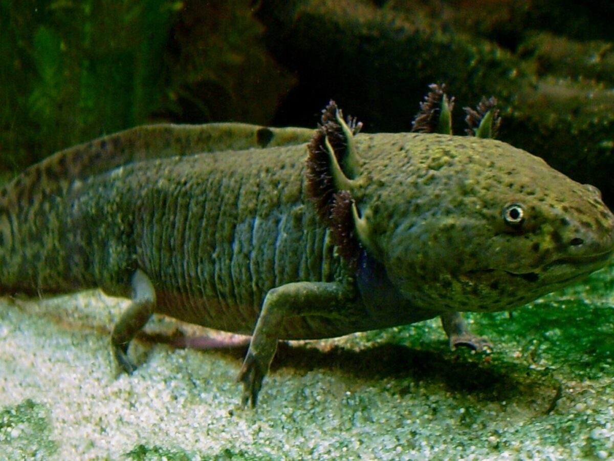 Aksolotl (Ambystoma mexicanum)