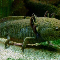 Aksolotl (Ambystoma mexicanum)