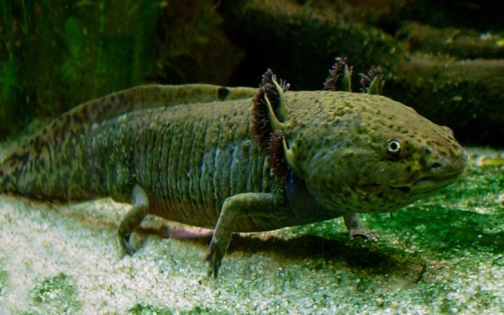 Aksolotl (Ambystoma mexicanum)