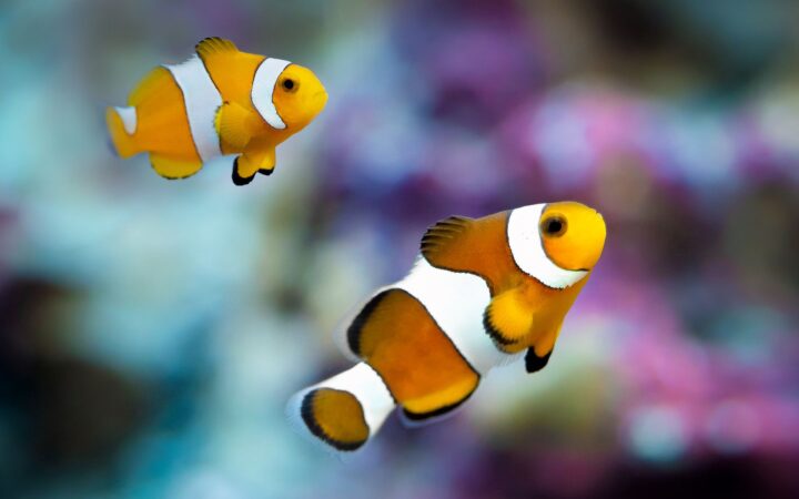 Akvaryum Balıkları Neden Ölür? En Sık 9 Neden ve Teşhis Tablosu