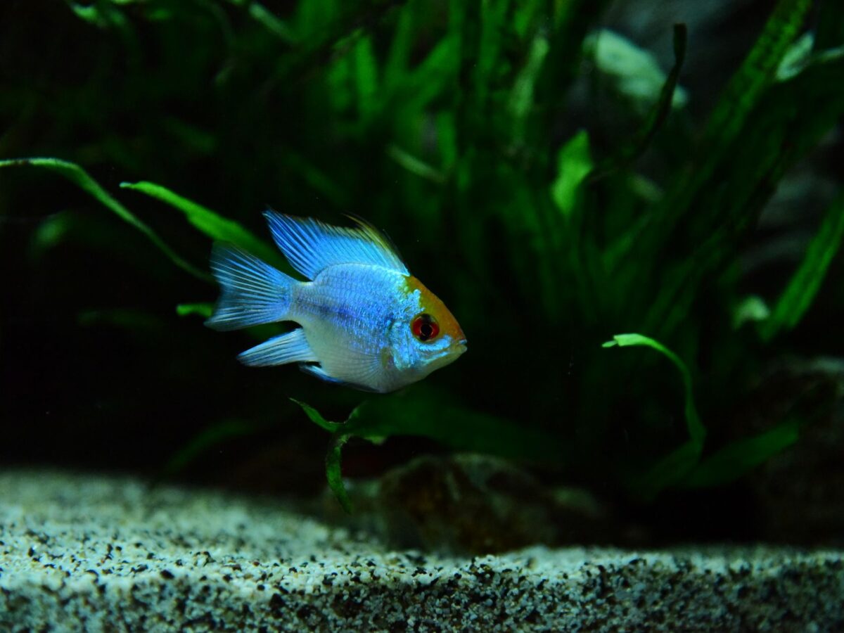 Akvaryum Bitkisi Gübreleme: Makro, Mikro ve Kök Tableti Rehberi