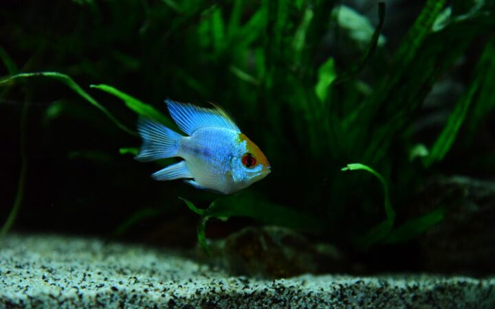 Akvaryum Bitkisi Gübreleme: Makro, Mikro ve Kök Tableti Rehberi