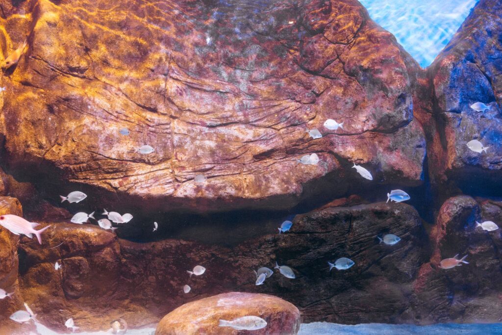 Akvaryum Dekorasyonu: Taş, Kök Ağacı ve Hardscape Nasıl Seçilir? – görsel 1