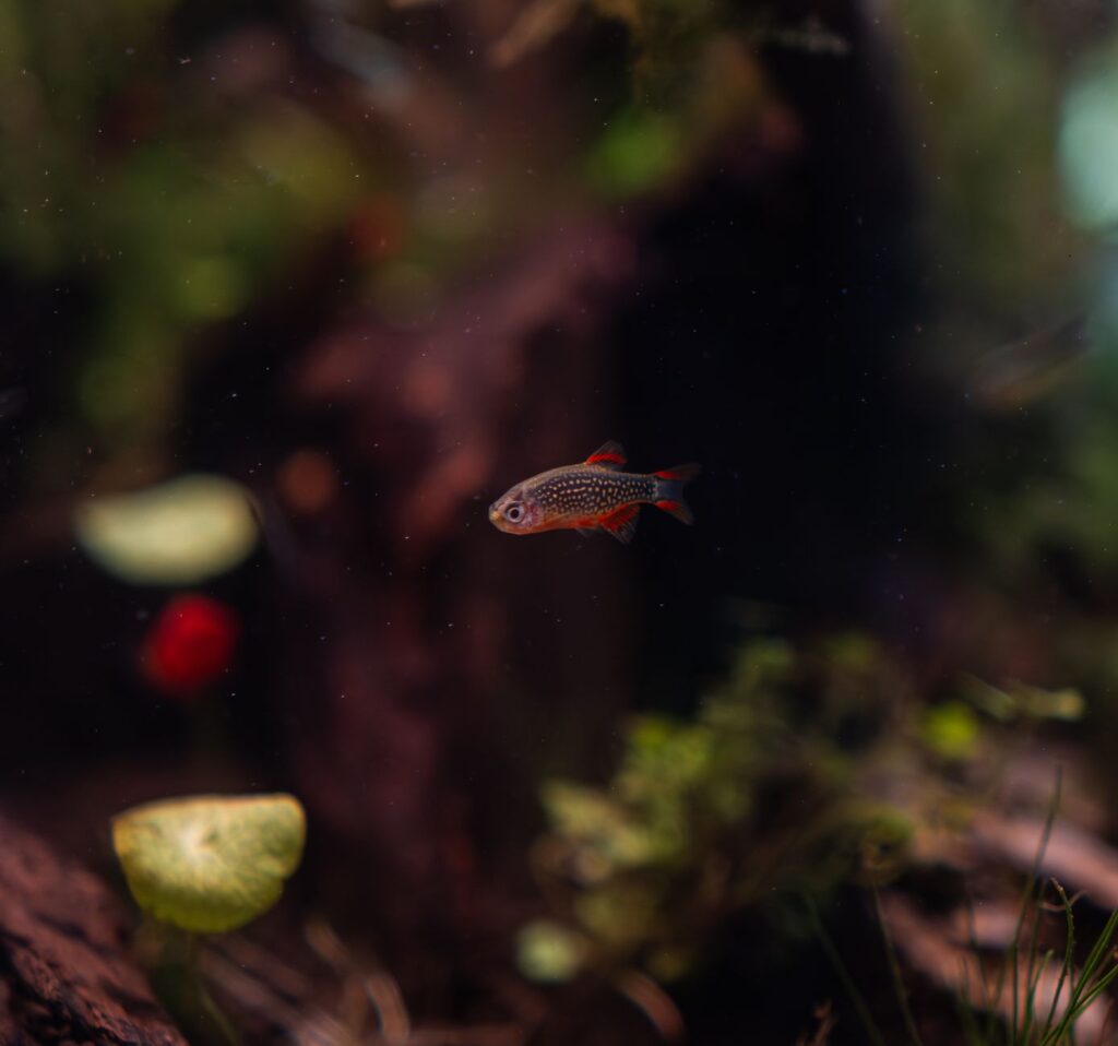 Halı Bitkileri: Monte Carlo, Glossostigma ve Eleocharis Rehberi – görsel 1