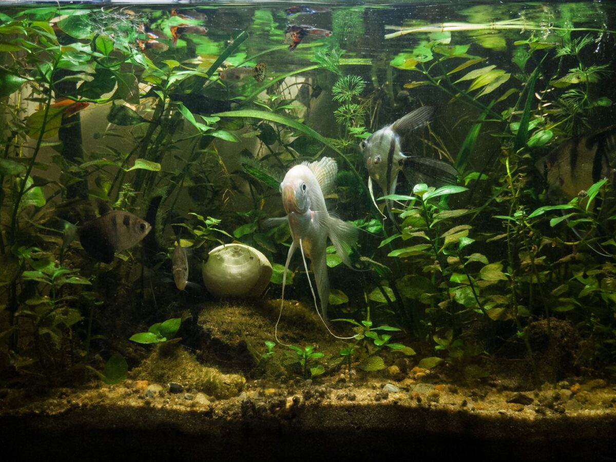 Halı Bitkileri: Monte Carlo, Glossostigma ve Eleocharis Rehberi