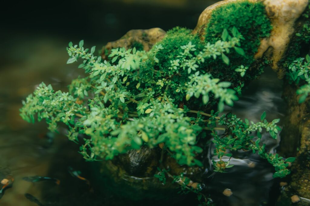 Halı Bitkileri: Monte Carlo, Glossostigma ve Eleocharis Rehberi – görsel 2