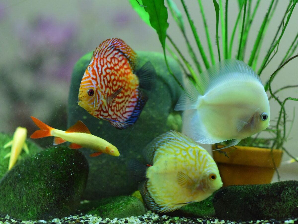 Akvaryum Nasıl Kurulur? Adım Adım Başlangıç Rehberi