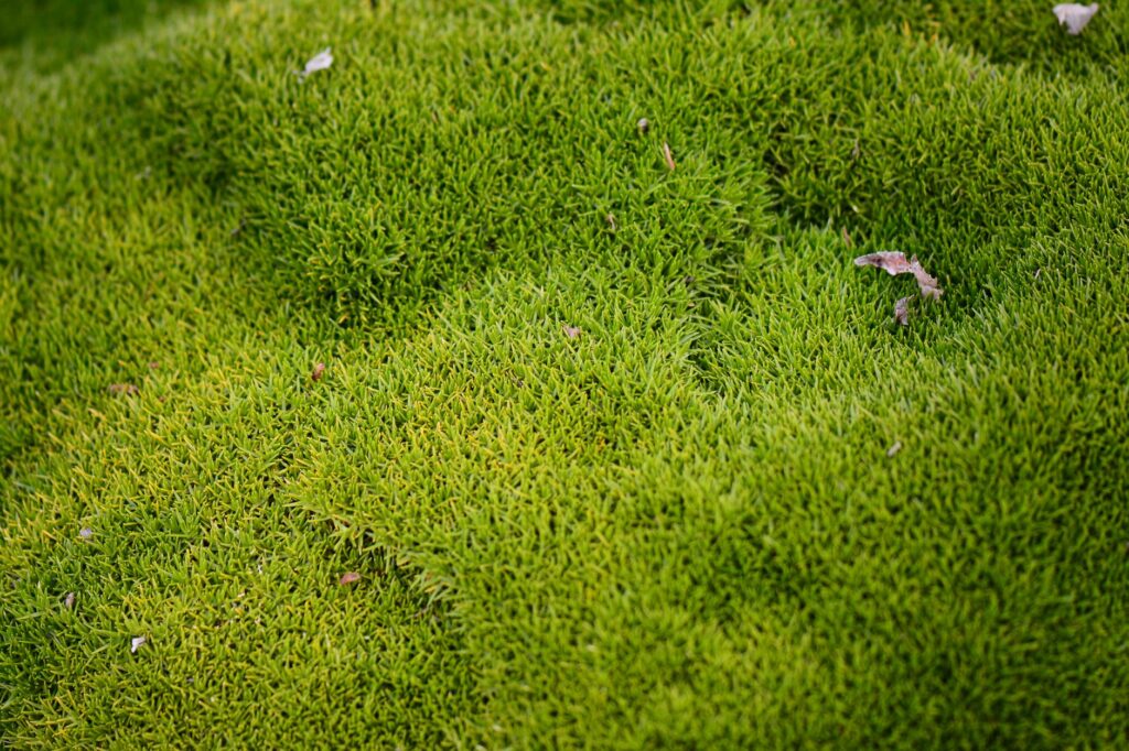 Akvaskaping Stilleri: Nature, Iwagumi, Dutch ve Biotope Farkları – görsel 1