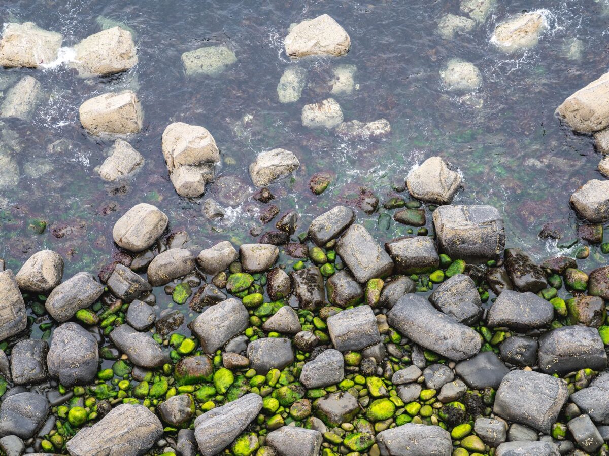 Akvaskaping Stilleri: Nature, Iwagumi, Dutch ve Biotope Farkları