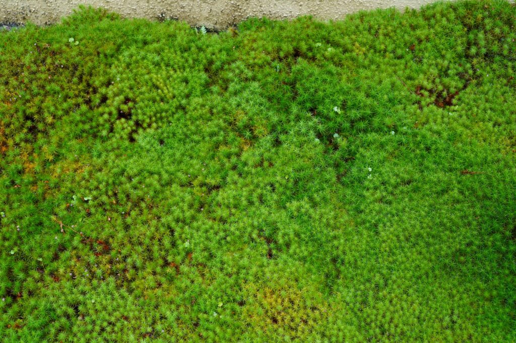 Akvaskaping Stilleri: Nature, Iwagumi, Dutch ve Biotope Farkları – görsel 2