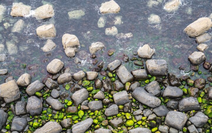Akvaskaping Stilleri: Nature, Iwagumi, Dutch ve Biotope Farkları