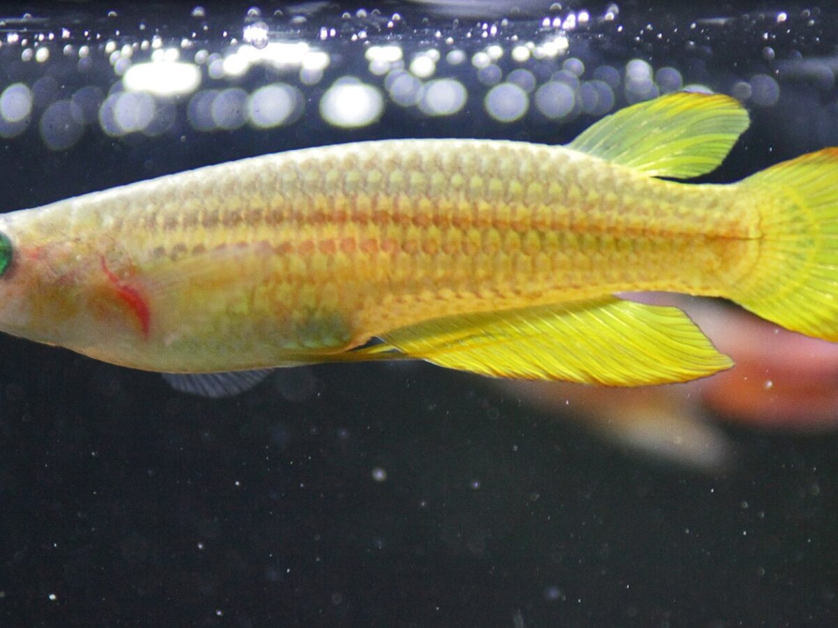 Altın Panchax (Aplocheilus lineatus)