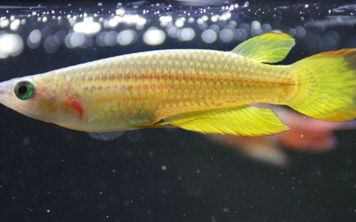 Altın Panchax (Aplocheilus lineatus)
