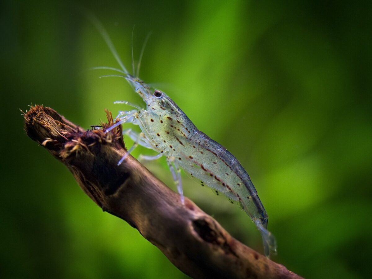 Amano Karidesi (Caridina multidentata)