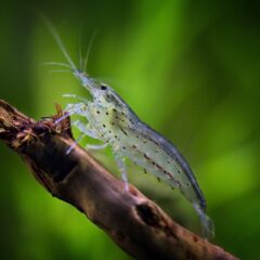 Amano Karidesi (Caridina multidentata)