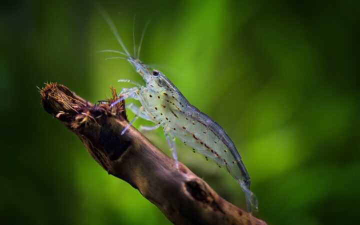 Amano Karidesi (Caridina multidentata)