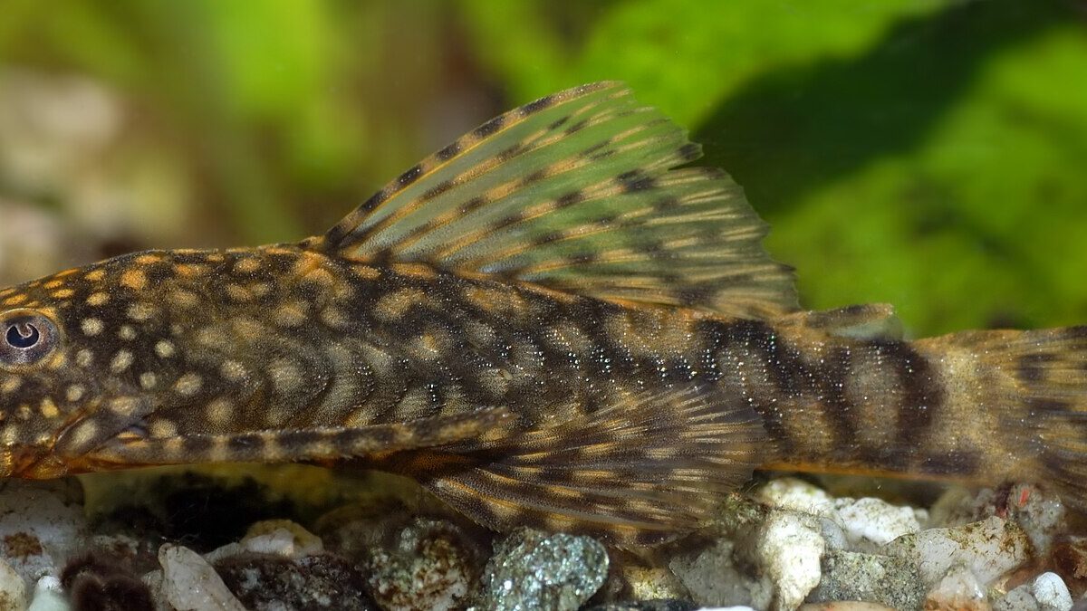 Ancistrus (Ancistrus cf. cirrhosus)