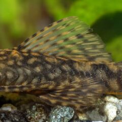Ancistrus (Ancistrus cf. cirrhosus)