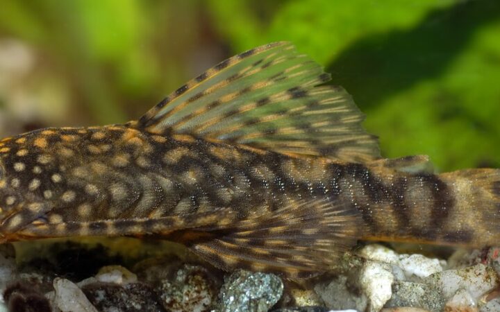 Ancistrus (Ancistrus cf. cirrhosus)