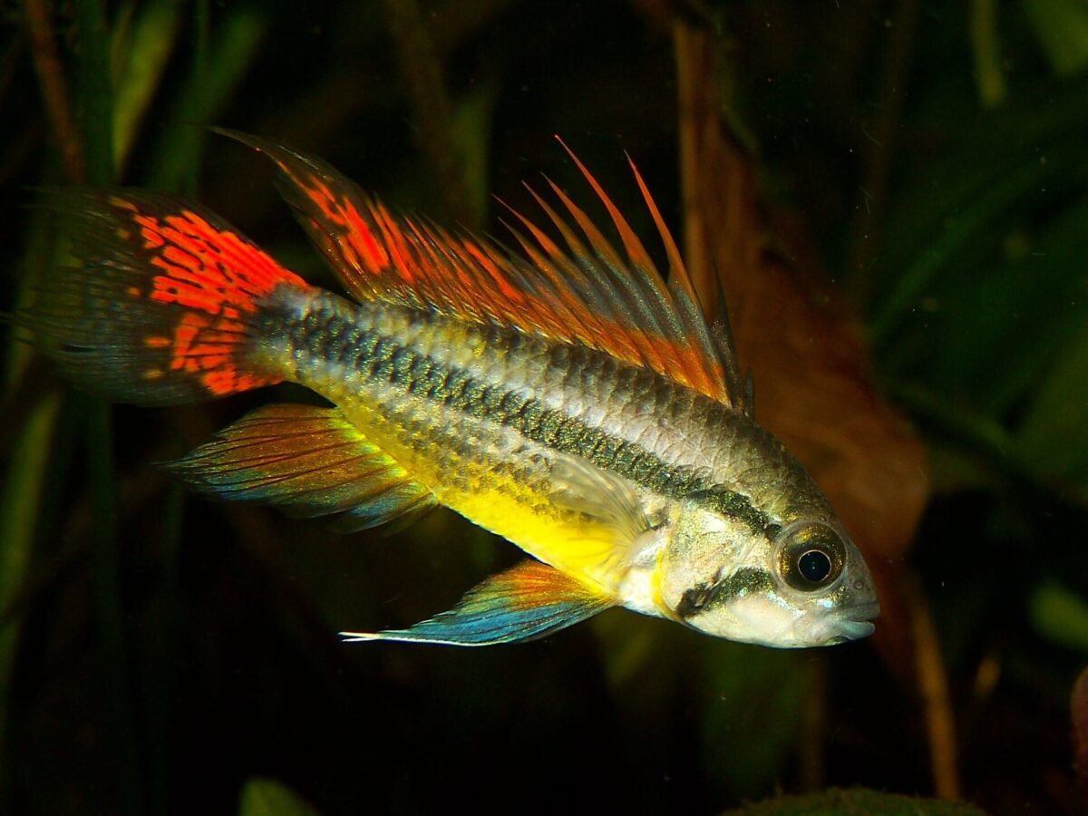 Apistogramma (Apistogramma cacatuoides (ve benzerleri))