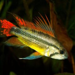 Apistogramma (Apistogramma cacatuoides (ve benzerleri))