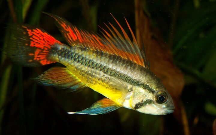 Apistogramma (Apistogramma cacatuoides (ve benzerleri))