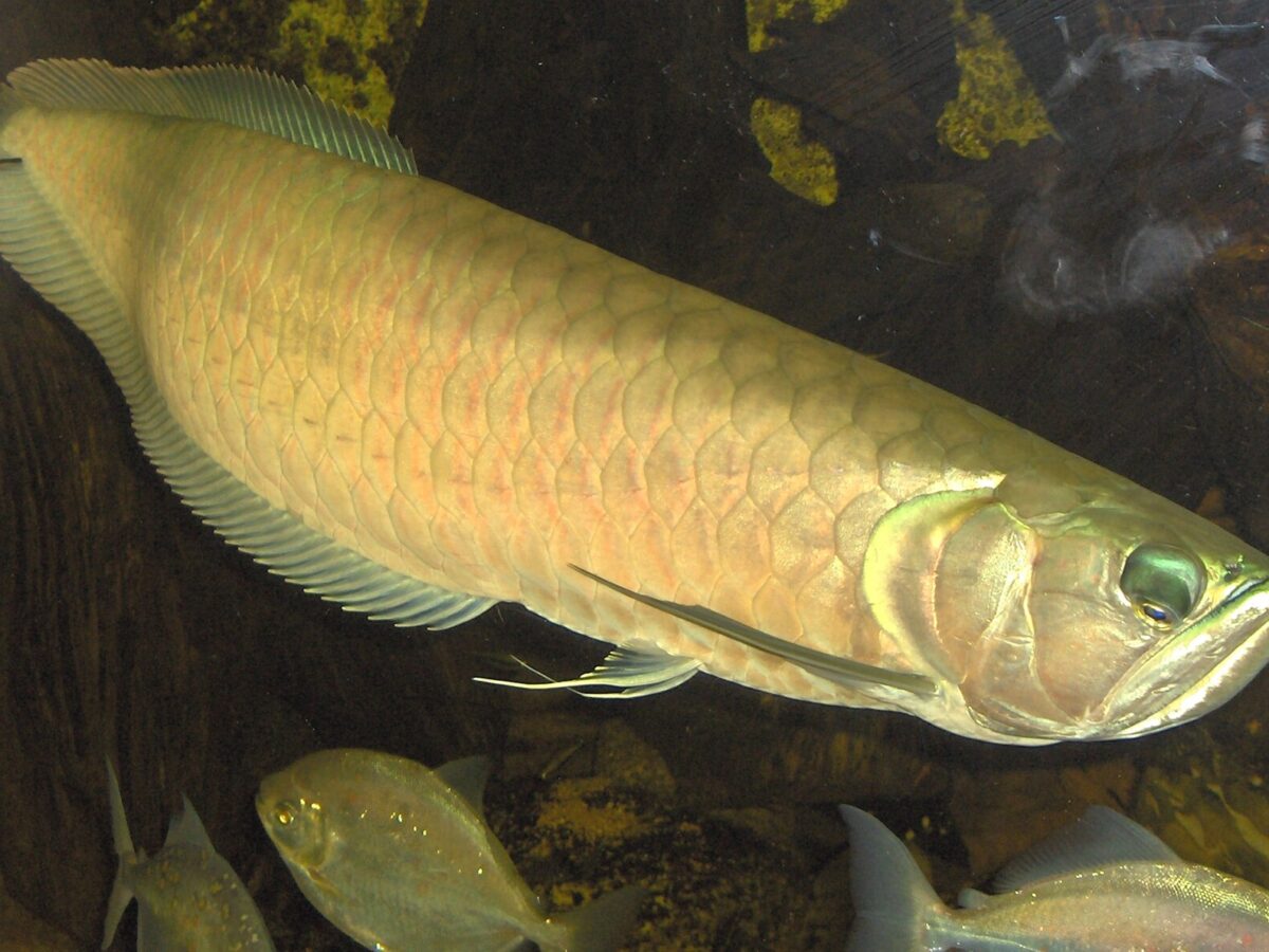 Gümüş Arowana (Osteoglossum bicirrhosum)