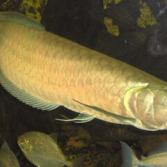 Gümüş Arowana (Osteoglossum bicirrhosum)
