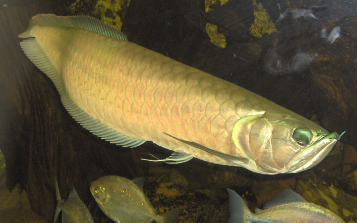 Gümüş Arowana (Osteoglossum bicirrhosum)