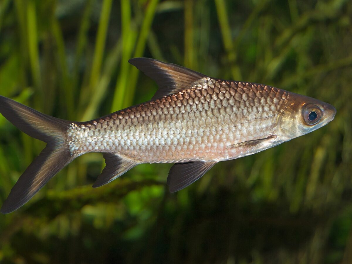 Bala Köpekbalığı (Balantiocheilos melanopterus)