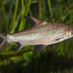 Bala Köpekbalığı (Balantiocheilos melanopterus)