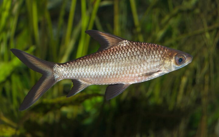 Bala Köpekbalığı (Balantiocheilos melanopterus)