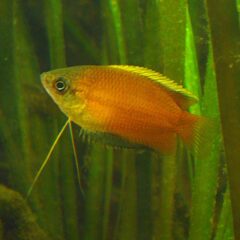 Ballı Gurami (Trichogaster chuna)