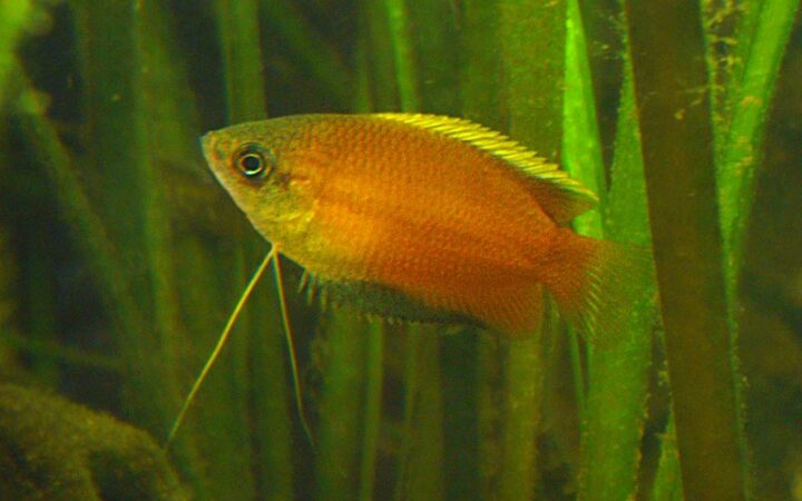 Ballı Gurami (Trichogaster chuna)