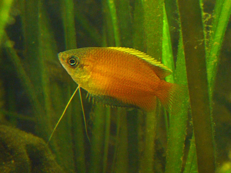 Ballı Gurami (Trichogaster chuna)