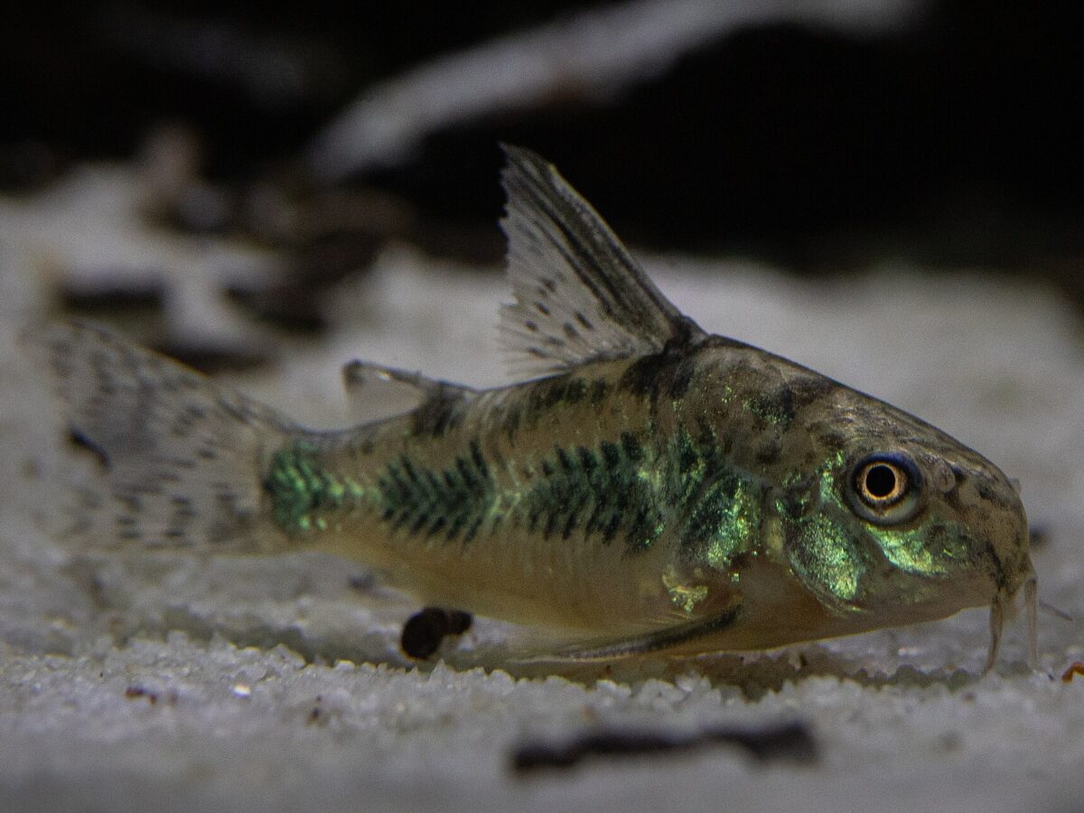 Benekli Koridoras (Corydoras paleatus)