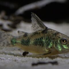 Benekli Koridoras (Corydoras paleatus)