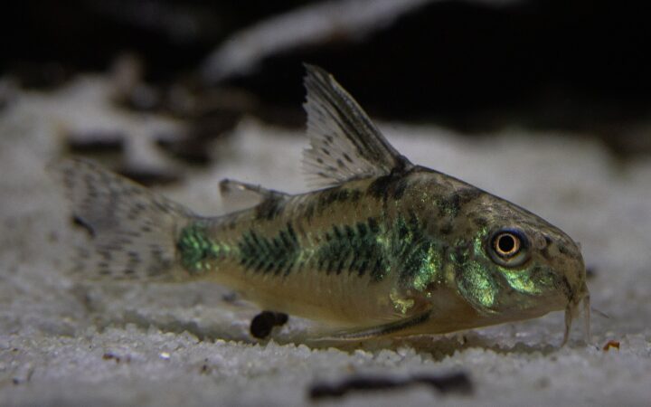 Benekli Koridoras (Corydoras paleatus)