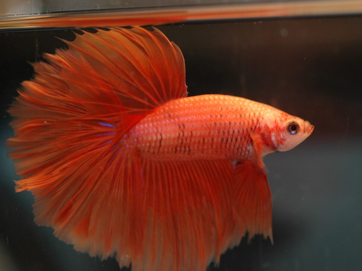 Beta Balığı (Betta splendens)