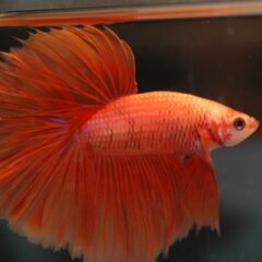 Beta Balığı (Betta splendens)