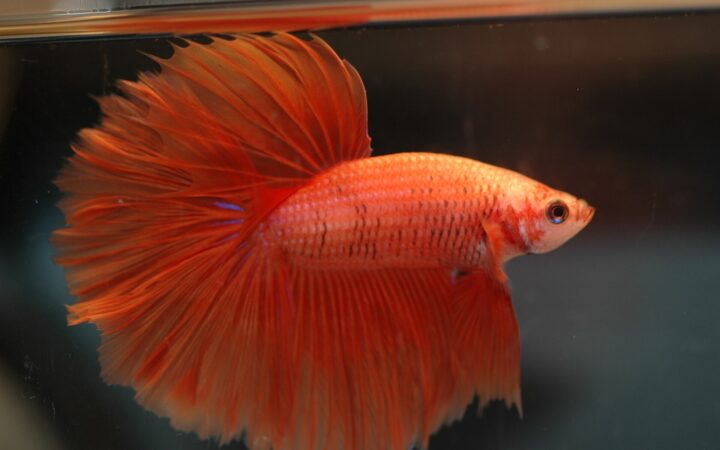 Beta Balığı (Betta splendens)