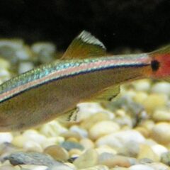 Beyaz Bulut Dağ Balığı (Tanichthys albonubes)