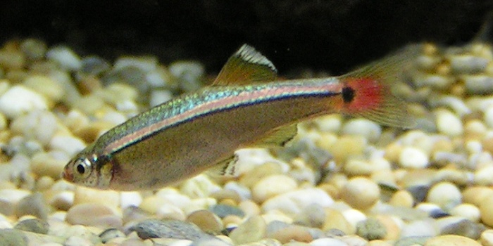 Beyaz Bulut Dağ Balığı (Tanichthys albonubes)