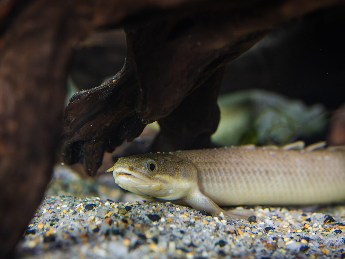 Bichir (Polypterus senegalus)