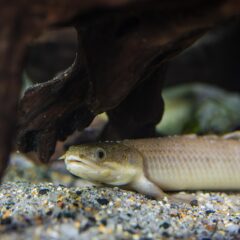 Bichir (Polypterus senegalus)