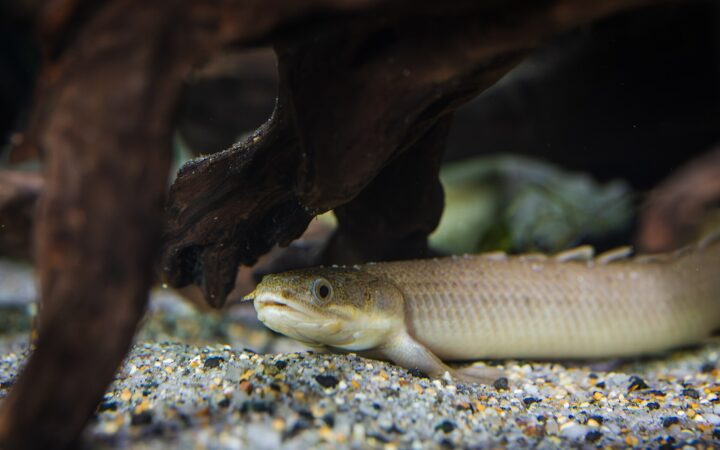 Bichir (Polypterus senegalus)