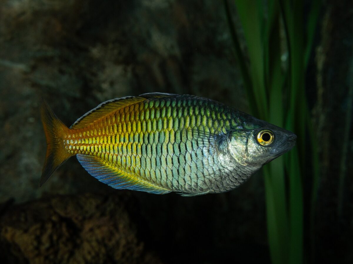 Boesemani Gökkuşağı Balığı (Melanotaenia boesemani)
