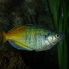 Boesemani Gökkuşağı Balığı (Melanotaenia boesemani)
