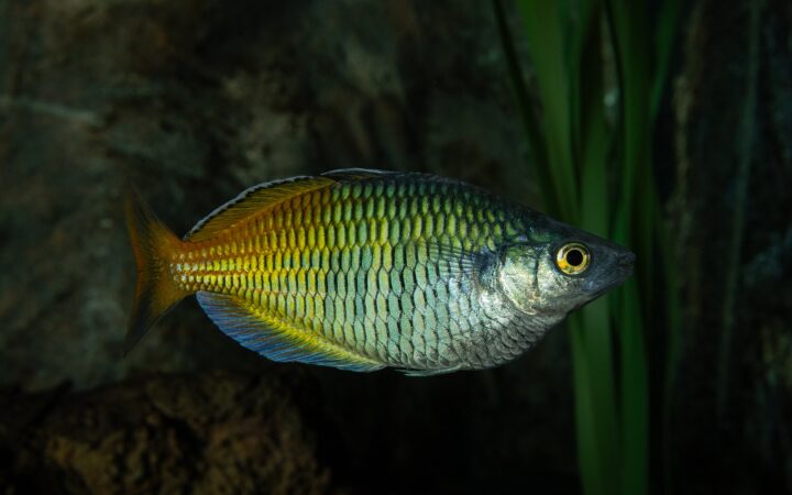 Boesemani Gökkuşağı Balığı (Melanotaenia boesemani)