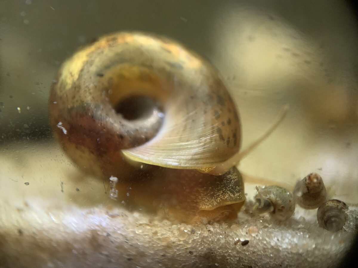 Boynuzlu Salyangoz (Planorbella duryi)